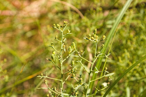 Flaxleaf (Thesium linophyllon)