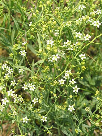 Flaxleaf: Thesium linophyllon