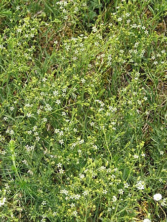 Flaxleaf: Thesium linophyllon