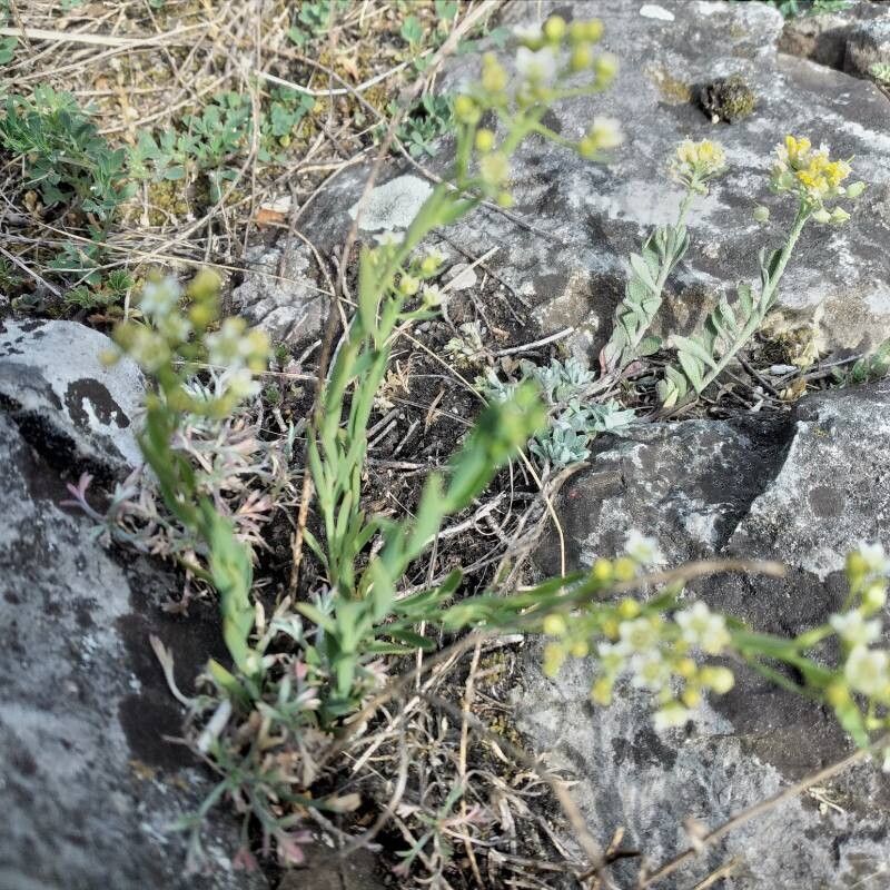 Flaxleaf (Thesium linophyllon)