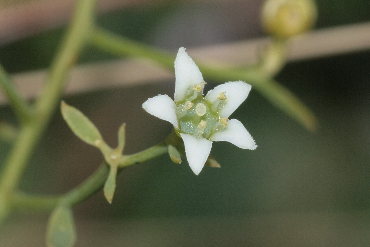 Flaxleaf: Thesium linophyllon