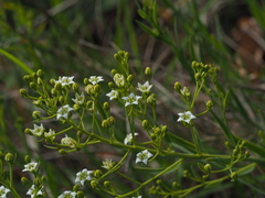 Flaxleaf (Thesium linophyllon)