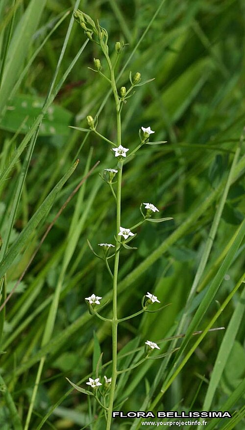 Thesium pyrenaicum: Thesium pyrenaicum
