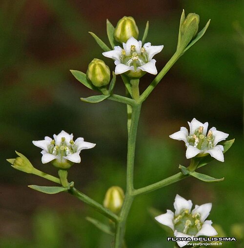 Thesium pyrenaicum: Thesium pyrenaicum