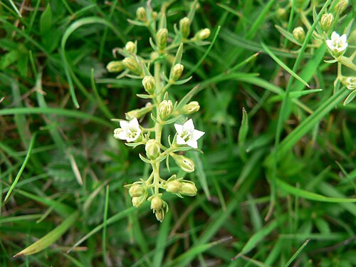 Thesium pyrenaicum: Thesium pyrenaicum