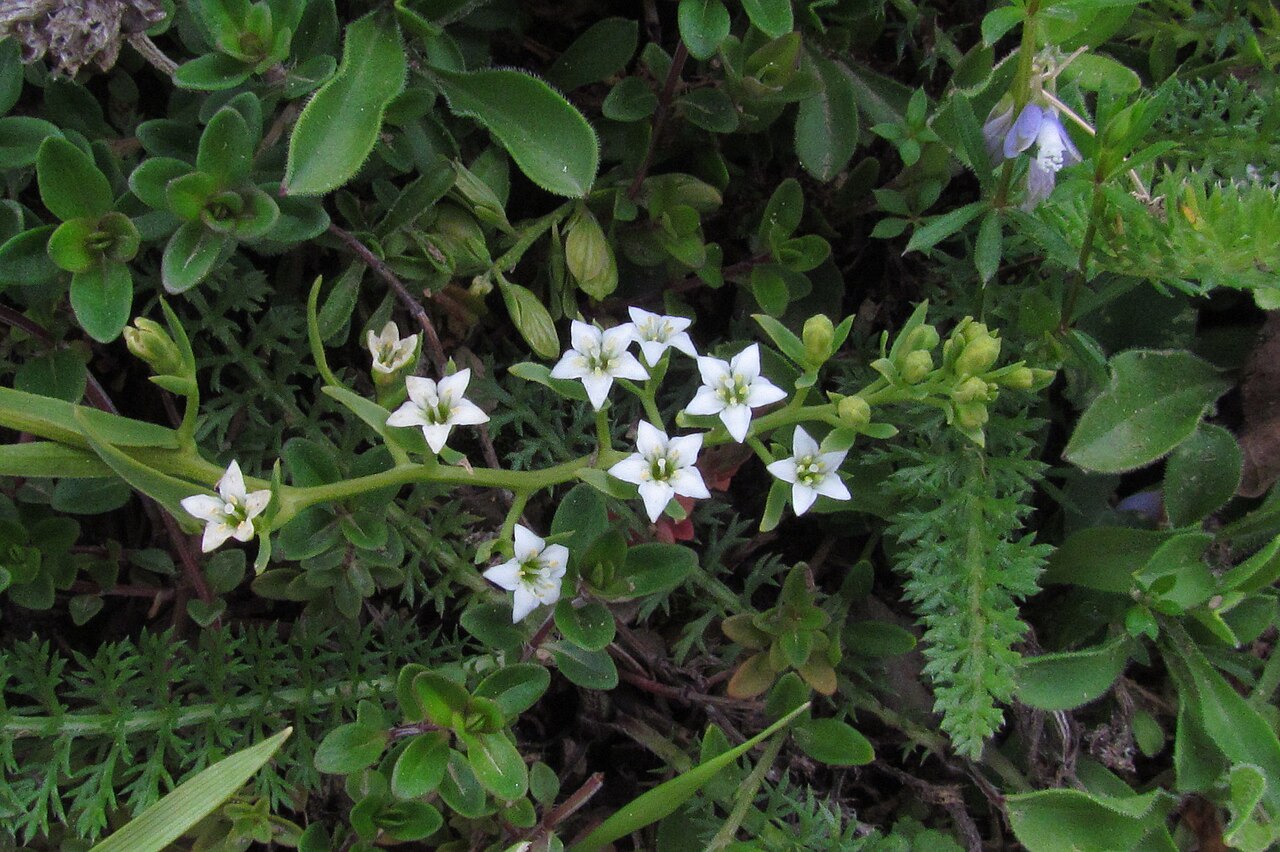 Thesium pyrenaicum: Thesium pyrenaicum