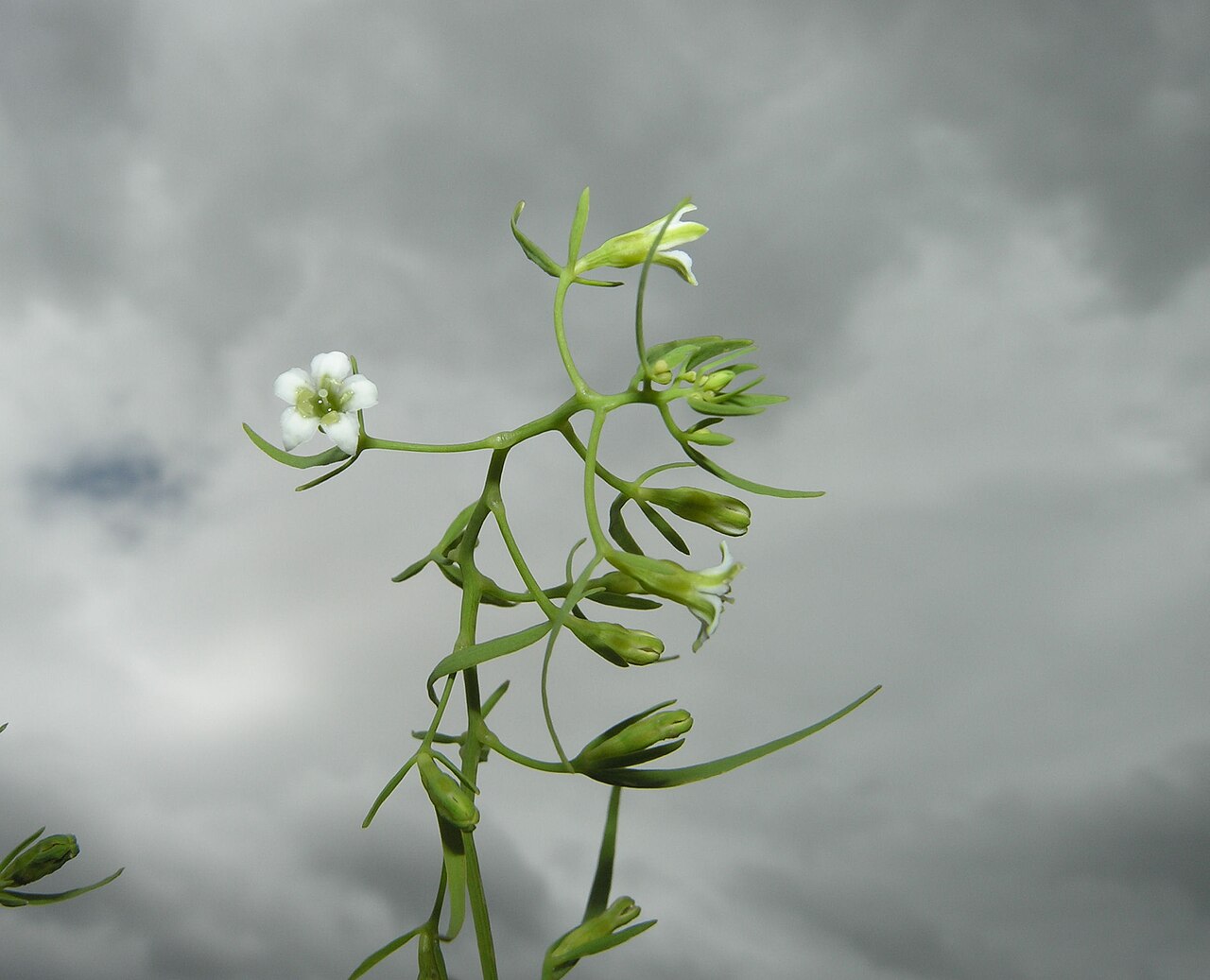 Thesium pyrenaicum: Thesium pyrenaicum