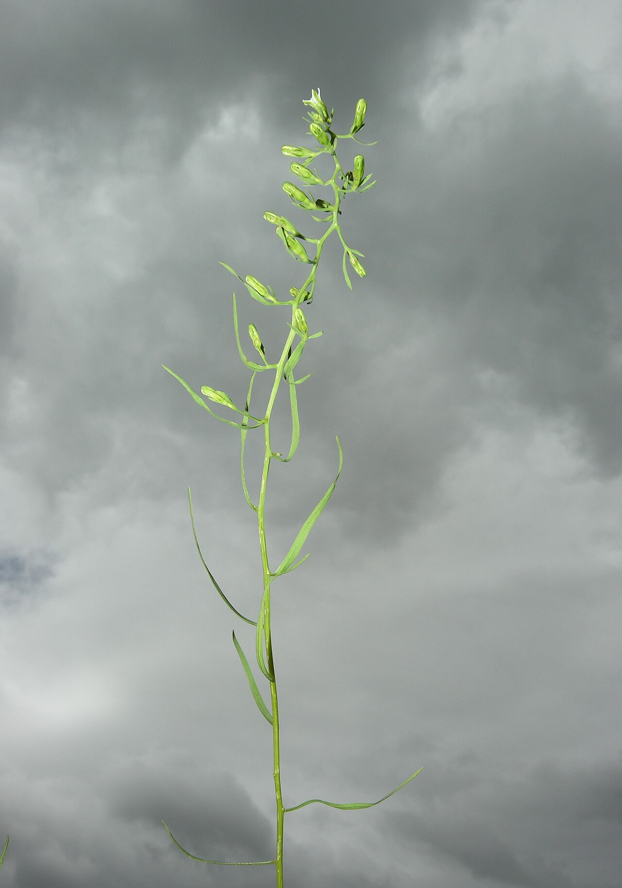 Thesium pyrenaicum: Thesium pyrenaicum