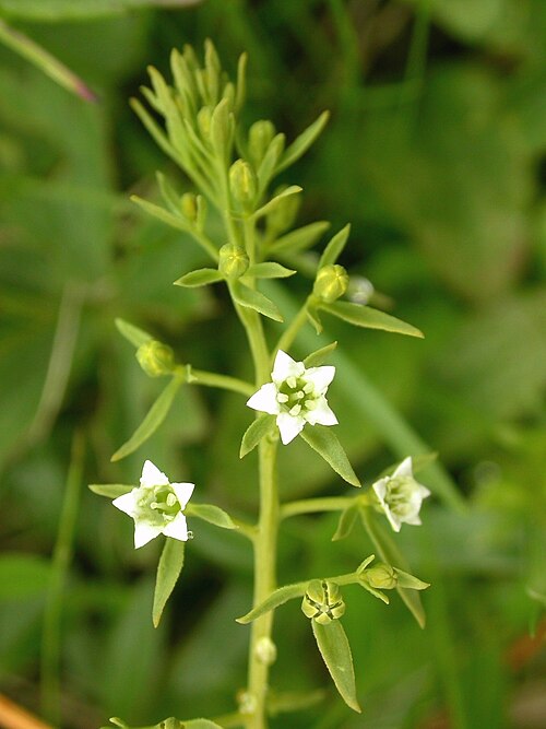Thesium pyrenaicum: Thesium pyrenaicum, Switzerland