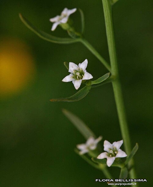 Thesium pyrenaicum: Thesium pyrenaicum