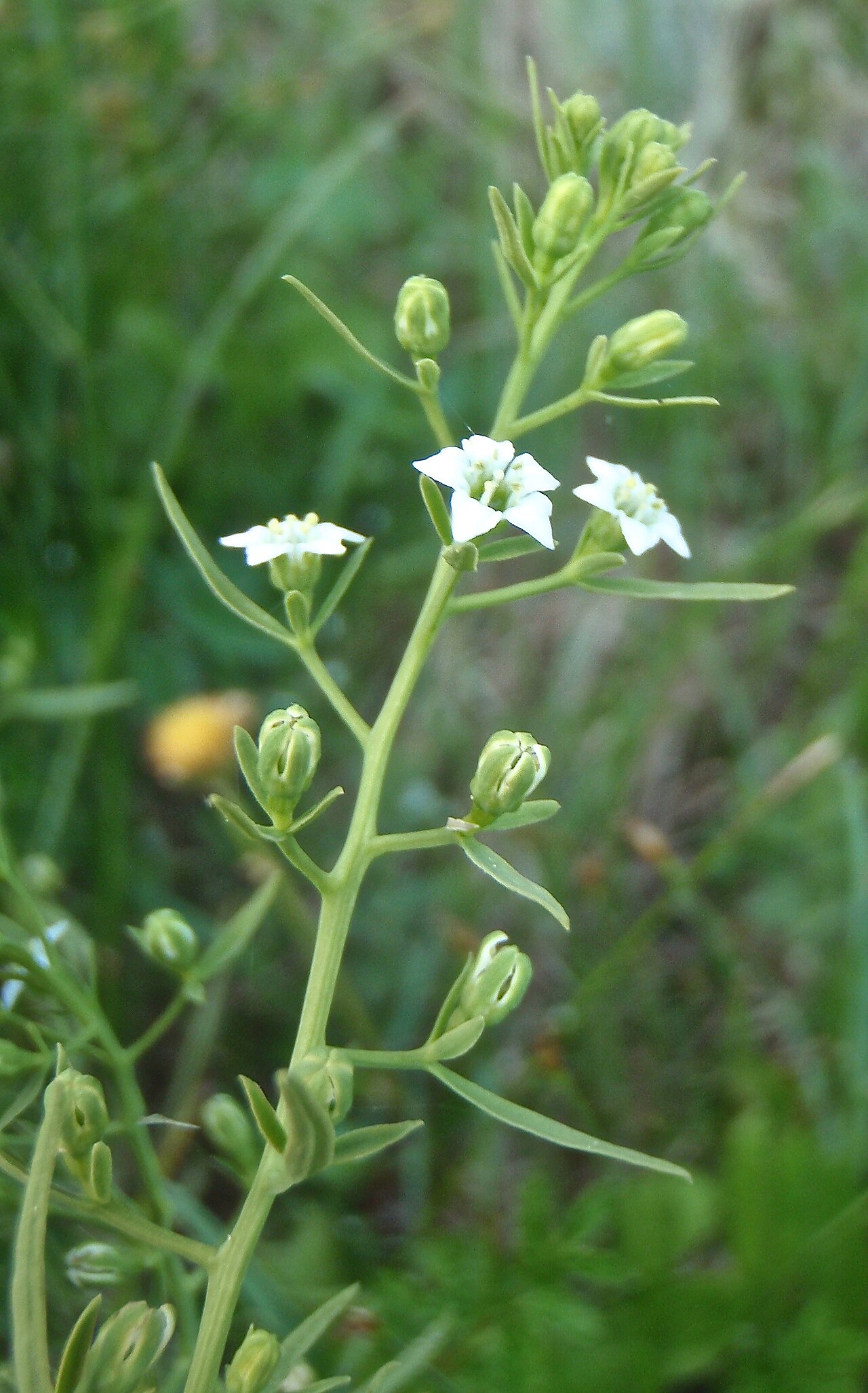 Thesium pyrenaicum: Thesium pyrenaicum