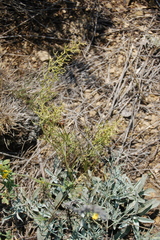 Thesium refractum (Thesium refractum)