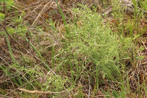 Thesium refractum (Thesium refractum)