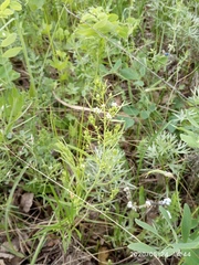 Thesium refractum (Thesium refractum)