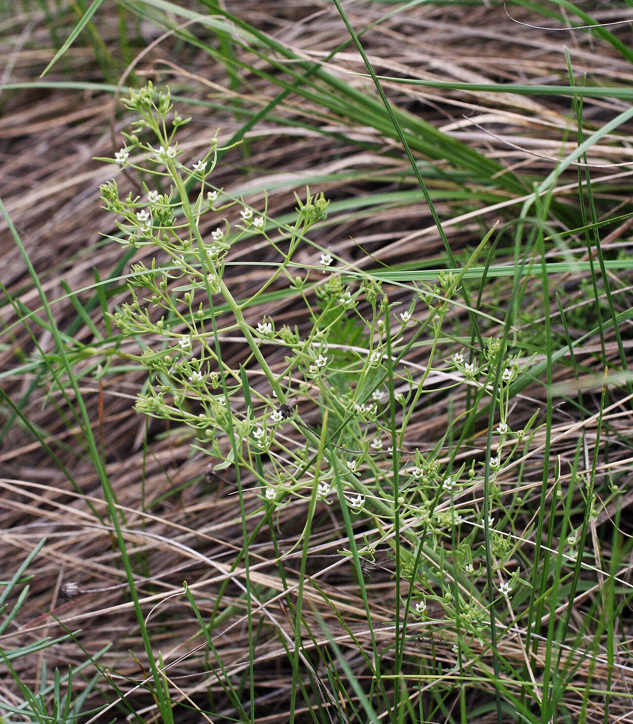 Thesium refractum: Thesium refractum