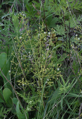 Thesium refractum (Thesium refractum)