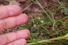 Thesium refractum (Thesium refractum)