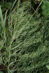 Thesium refractum (Thesium refractum)