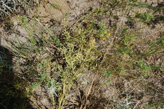 Thesium refractum (Thesium refractum)