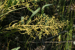 Thesium refractum (Thesium refractum)