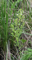 Thesium refractum (Thesium refractum)