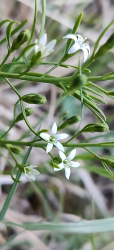 Thesium rostratum (Thesium rostratum)