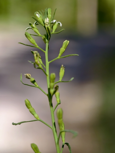 Thesium rostratum (Thesium rostratum)