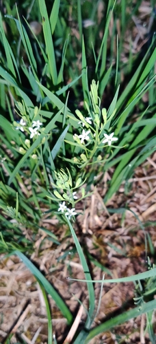 Thesium rostratum (Thesium rostratum)