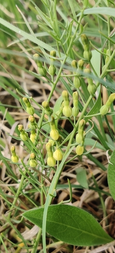 Thesium rostratum (Thesium rostratum)