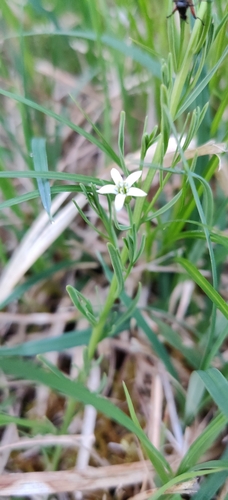Thesium rostratum (Thesium rostratum)