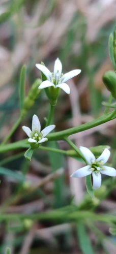 Thesium rostratum (Thesium rostratum)