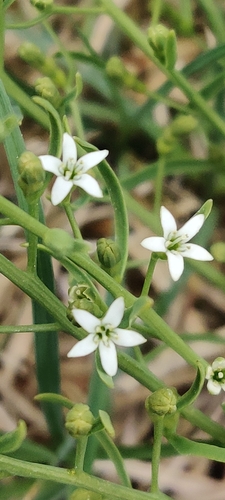 Thesium rostratum (Thesium rostratum)