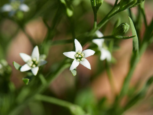 Thesium rostratum (Thesium rostratum)