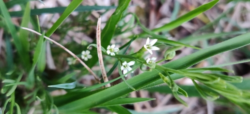 Thesium rostratum (Thesium rostratum)