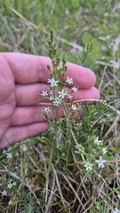 Thesium rostratum (Thesium rostratum)