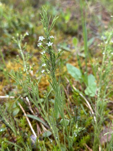 Thesium rostratum (Thesium rostratum)