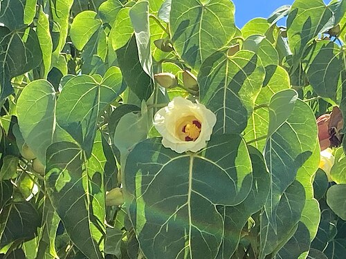 Portia tree: 沖縄県石垣市南ぬ浜町にて撮影