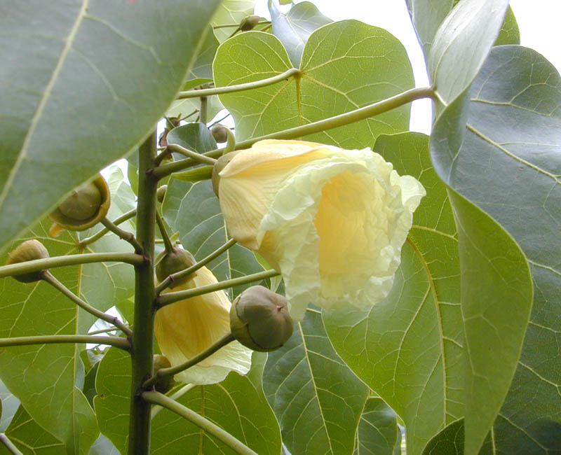 Portia tree: Milo ( Thespesia populnea ) leaves, flower, and fruit photographed in Hawai‘i (windward O‘ahu) by Eric Guinther ( Marshman ).