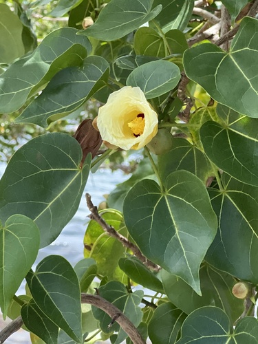 Portia tree (Thespesia populnea)