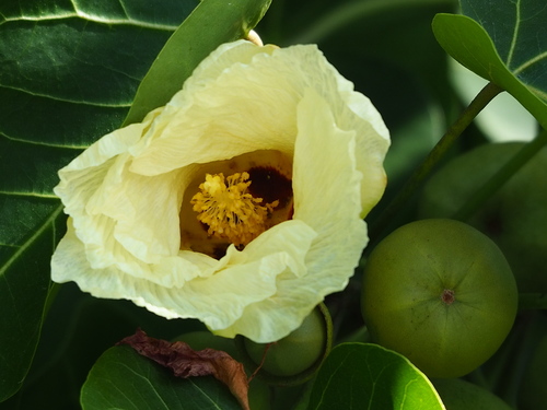 Portia tree