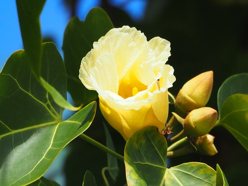Portia tree (Thespesia populnea)