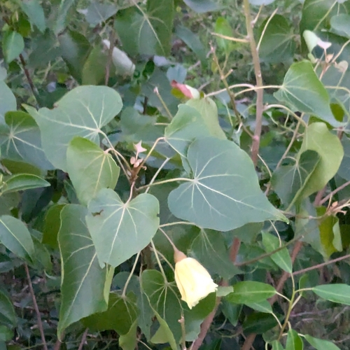 Portia tree (Thespesia populnea)