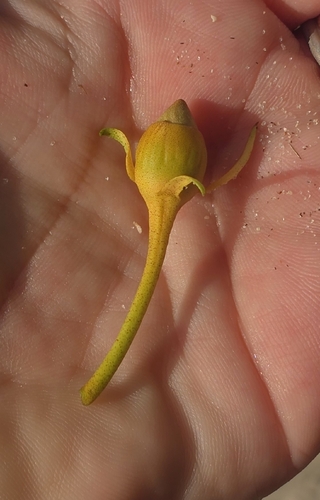 Portia tree (Thespesia populnea)