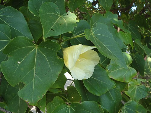 Portia tree: (Thespesia populnea) at Tenneti park, Visakhapatnam, Andhra Pradesh