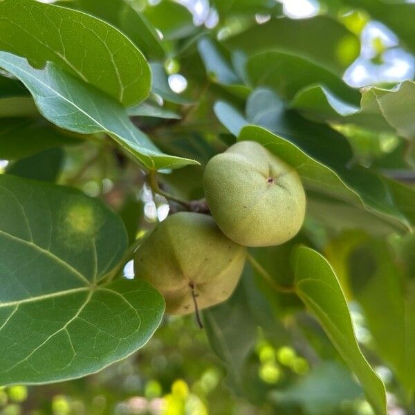Portia tree (Thespesia populnea)