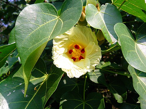 Portia tree: Flower of Thespesia populnea
