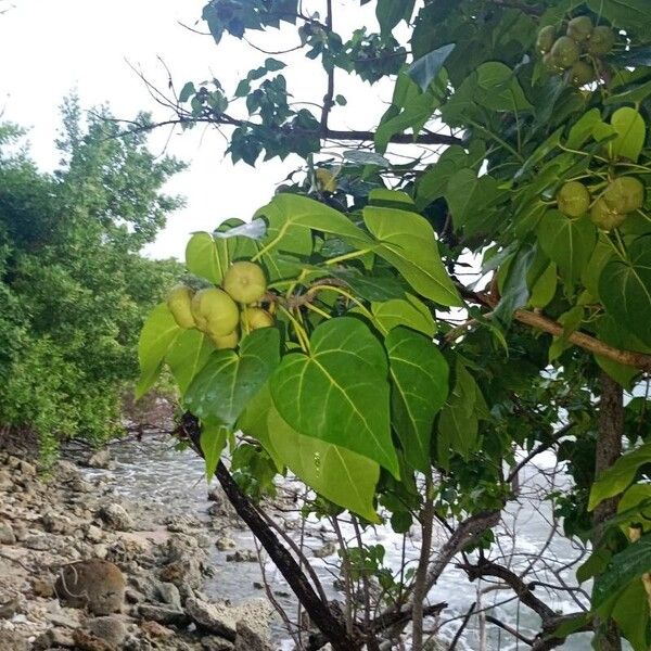 Portia tree (Thespesia populnea)