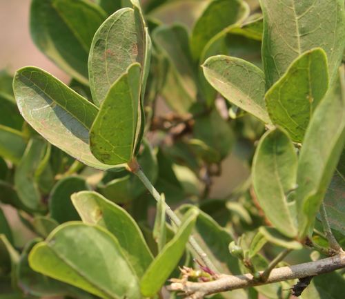 Thilachium africanum (Thilachium africanum)