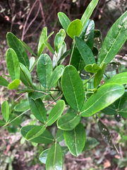 Thilachium africanum (Thilachium africanum)