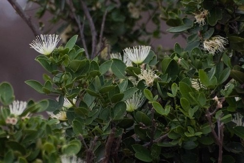Thilachium africanum (Thilachium africanum)